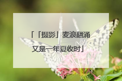 「摄影」麦浪翻涌 又是一年夏收时