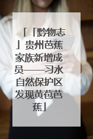 「黔物志」贵州芭蕉家族新增成员——习水自然保护区发现黄苞芭蕉
