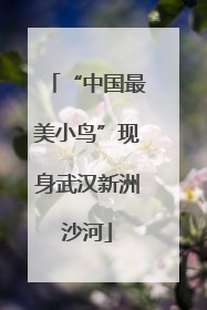 “中国最美小鸟”现身武汉新洲沙河