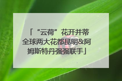 “云荷”花开并蒂 全球两大花都昆明&阿姆斯特丹强强联手