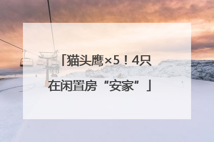 猫头鹰×5！4只在闲置房“安家”
