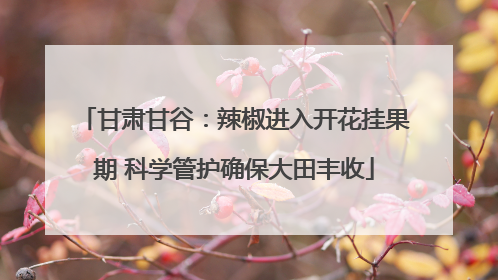 甘肃甘谷：辣椒进入开花挂果期 科学管护确保大田丰收