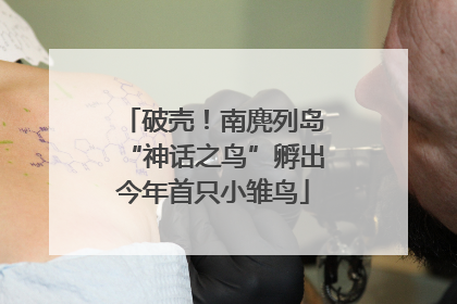 破壳！南麂列岛“神话之鸟”孵出今年首只小雏鸟