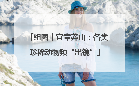 组图｜宜章莽山：各类珍稀动物频“出镜”