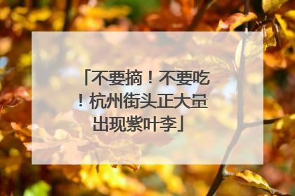 不要摘！不要吃！杭州街头正大量出现紫叶李