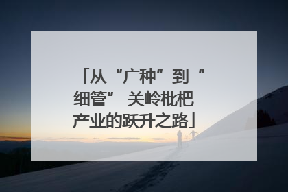 从“广种”到“细管” 关岭枇杷产业的跃升之路
