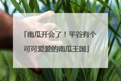 南瓜开会了！平谷有个可可爱爱的南瓜王国