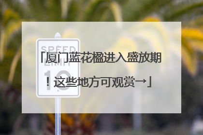 厦门蓝花楹进入盛放期！这些地方可观赏→
