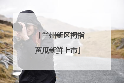 兰州新区拇指黄瓜新鲜上市