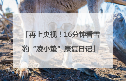 再上央视！16分钟看雪豹“凌小蛰”康复日记