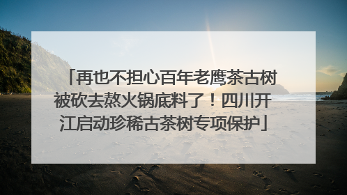 再也不担心百年老鹰茶古树被砍去熬火锅底料了！四川开江启动珍稀古茶树专项保护