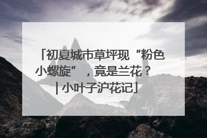 初夏城市草坪现“粉色小螺旋”，竟是兰花？ | 小叶子沪花记