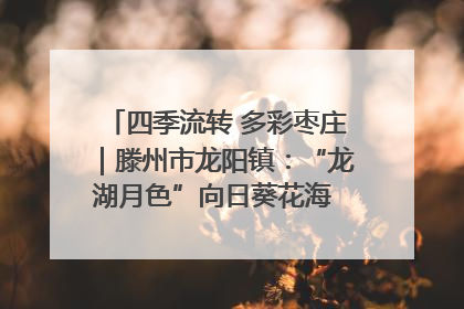 四季流转 多彩枣庄｜滕州市龙阳镇：“龙湖月色”向日葵花海 绘就乡村振兴新画卷