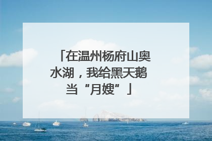 在温州杨府山奥水湖，我给黑天鹅当“月嫂”