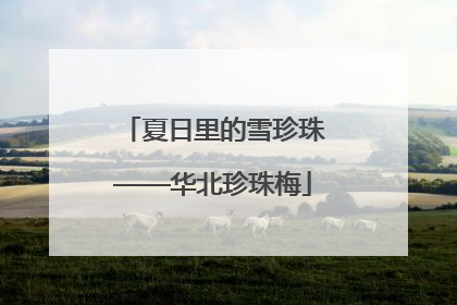 夏日里的雪珍珠——华北珍珠梅