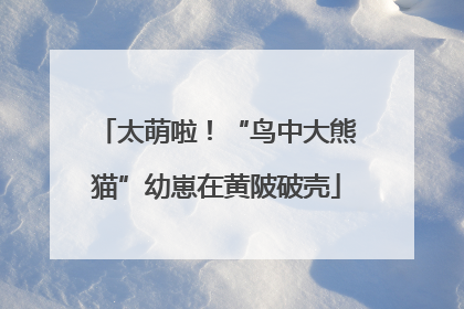 太萌啦！“鸟中大熊猫”幼崽在黄陂破壳
