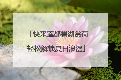 快来莲都碧湖赏荷 轻松解锁夏日浪漫