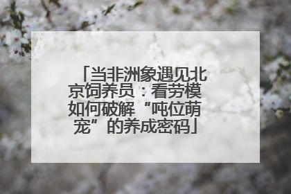 当非洲象遇见北京饲养员：看劳模如何破解“吨位萌宠”的养成密码