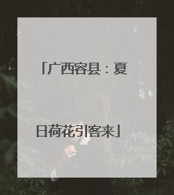 广西容县：夏日荷花引客来