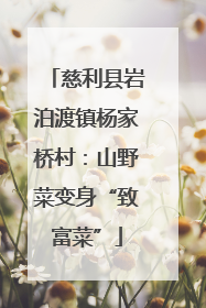 慈利县岩泊渡镇杨家桥村：山野菜变身“致富菜”