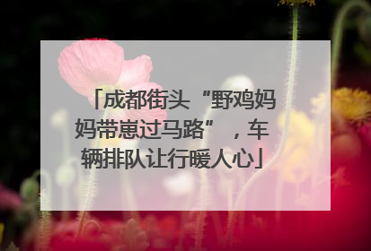 成都街头“野鸡妈妈带崽过马路”，车辆排队让行暖人心