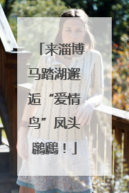 来淄博马踏湖邂逅“爱情鸟”凤头鸊鷉！