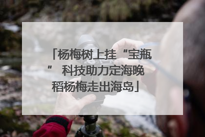 杨梅树上挂“宝瓶” 科技助力定海晚稻杨梅走出海岛