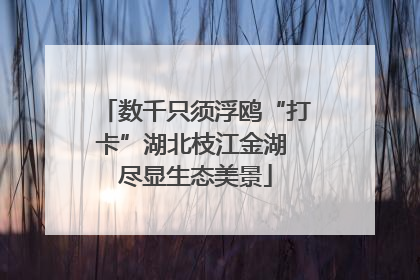 数千只须浮鸥“打卡”湖北枝江金湖 尽显生态美景