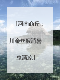 河南商丘：川金丝猴消暑享清凉