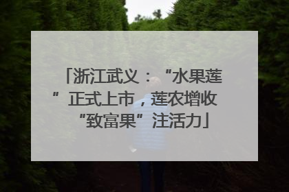 浙江武义：“水果莲”正式上市，莲农增收“致富果”注活力