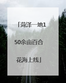 菏泽一地150余亩百合花海上线
