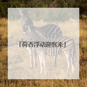 荷香浮动迎客来