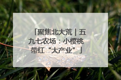 聚焦北大荒｜五九七农场：小樱桃带红“大产业”