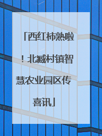 西红柿熟啦！北臧村镇智慧农业园区传喜讯