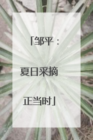 邹平：夏日采摘正当时