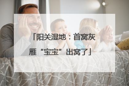 阳关湿地：首窝灰雁“宝宝”出窝了