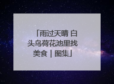 雨过天晴 白头鸟荷花池里找美食｜图集