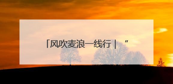 风吹麦浪一线行｜“马兰 1 号”：少浇一次水 多产一成粮