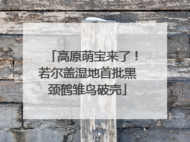 高原萌宝来了！若尔盖湿地首批黑颈鹤雏鸟破壳