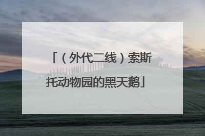 （外代二线）索斯托动物园的黑天鹅